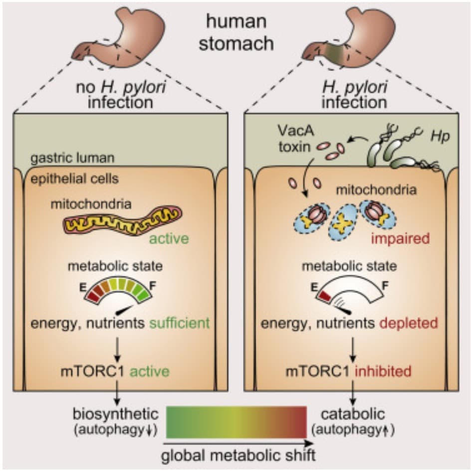 Mitochondria Image